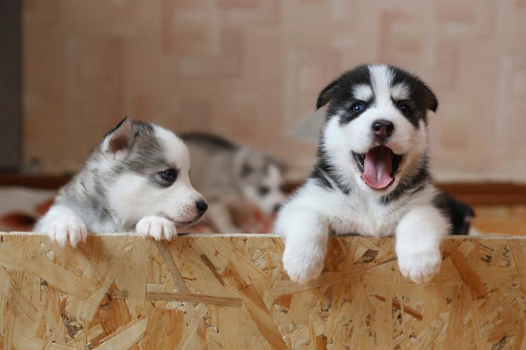 Puppies looking over plywood barrier, keeping them safe