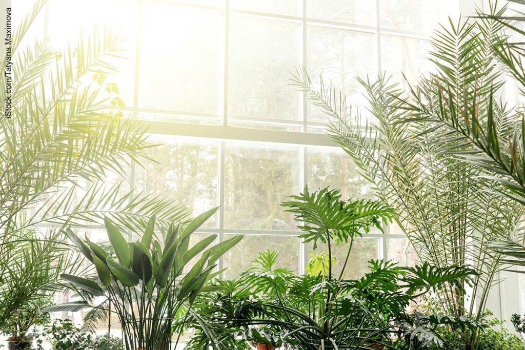 Green plants in indoor garden makes your earthy home more alive.